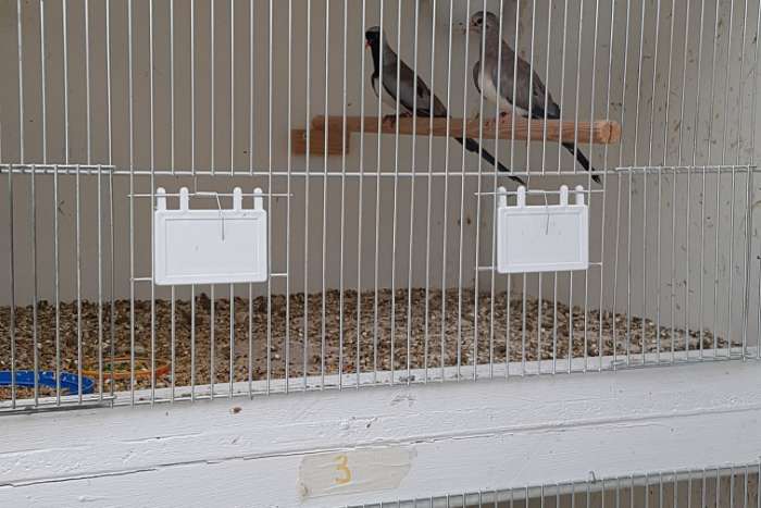 koppel zwartmaskerduifjes