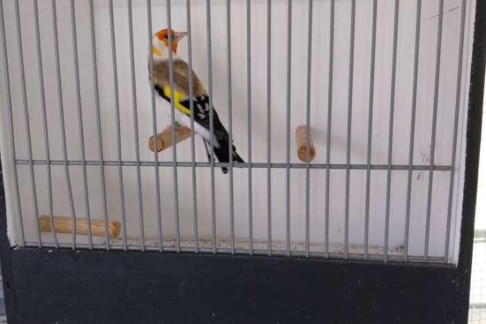 koppel witkop putters