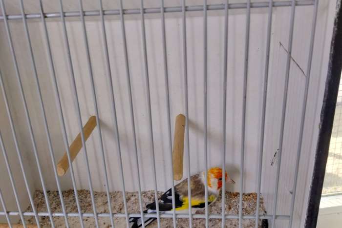 koppel witkop putters