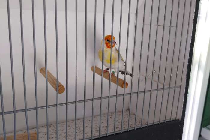 koppel witkop putters