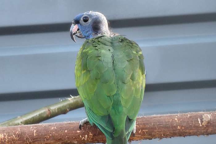 kweekman pionus menstruus/zwartoor-papegaai.