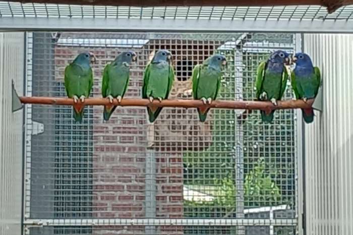 kweekman pionus menstruus/zwartoor-papegaai.