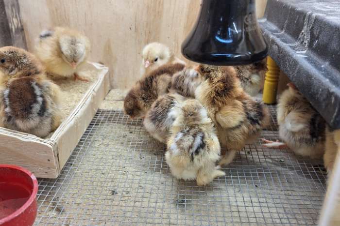 cochin groothoender kuikens