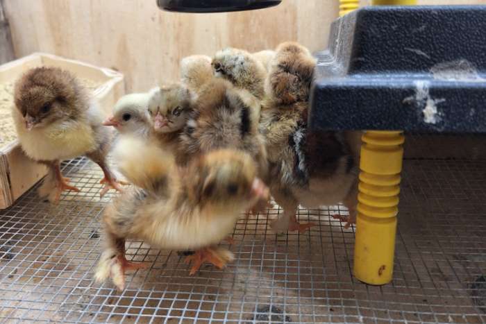 cochin groothoender kuikens