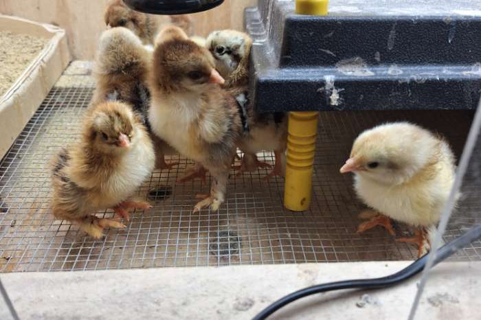 cochin groothoender kuikens