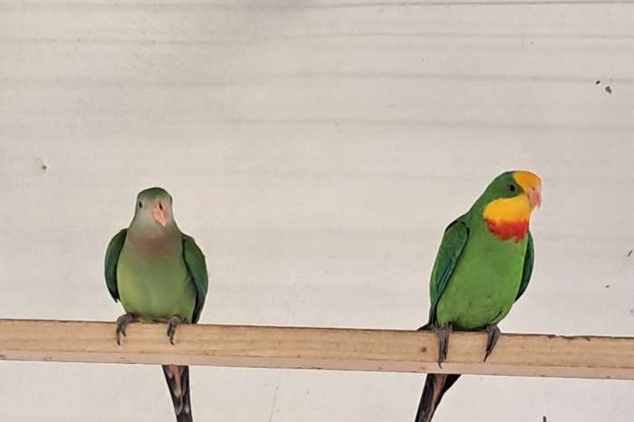 2 koppels barraband parkieten kans opaline