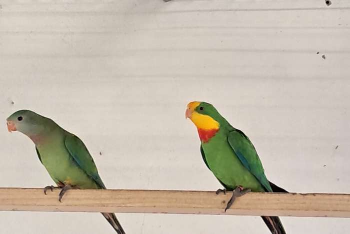 2 koppels barraband parkieten kans opaline