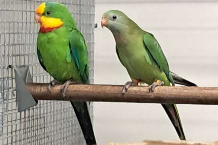 2 koppels barraband parkieten kans opaline