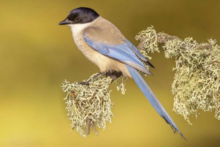 europese blauwe ekster pop