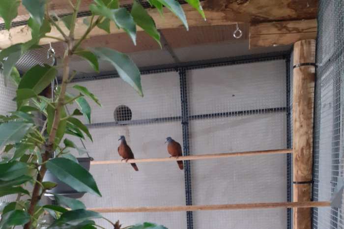 blauwkop bosduifjes / turtur brehmeri