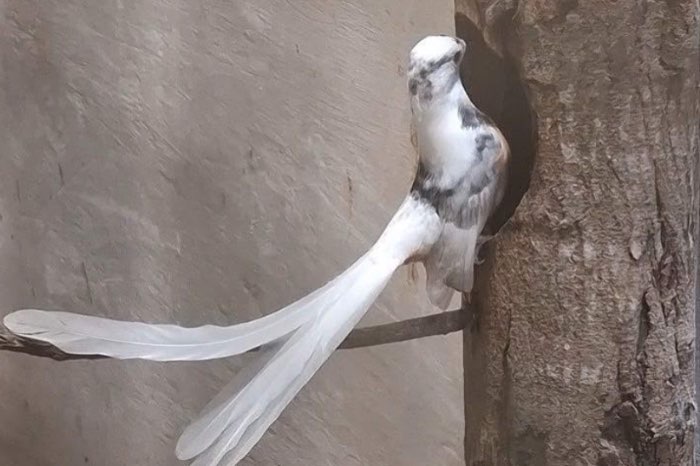 schamalijster nestkasten