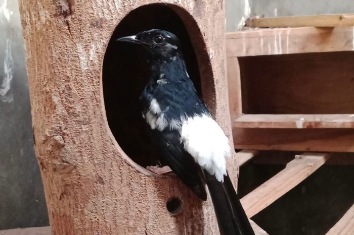 schamalijster nestkasten