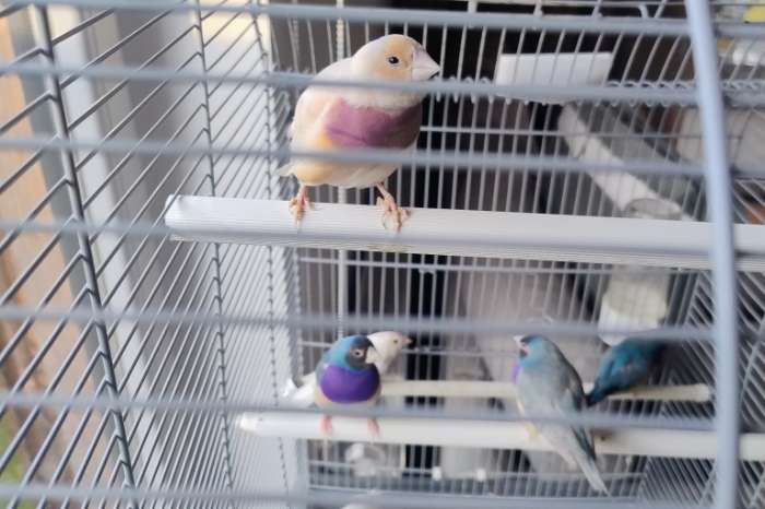 zwartkop enkel factor pastel blauw koppels