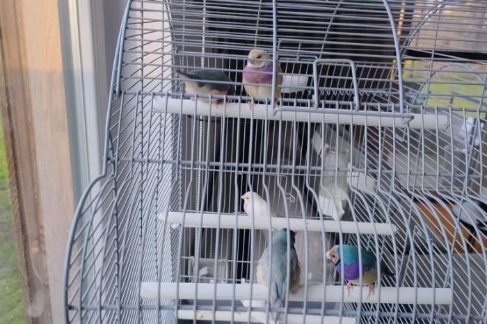 zwartkop enkel factor pastel blauw koppels