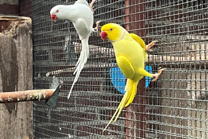 halsbandparkiet koppel albino 2021