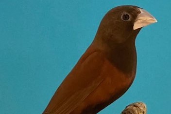 bruinkopnonnen lonchura brunneiceps