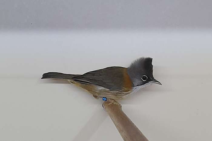 yuhina flavicollis 1-0