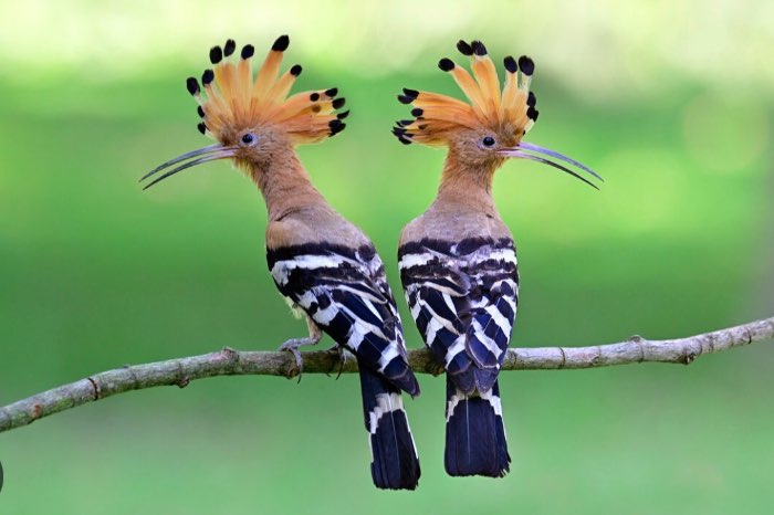 gezocht: pop europese hop (upupa epops)