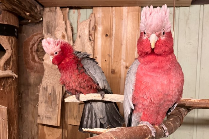 kweek koppel rosekakatoe 2007