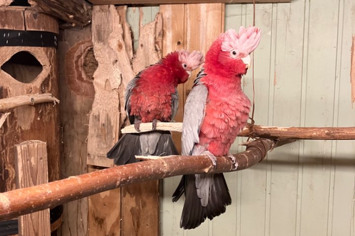 kweek koppel rosekakatoe 2007