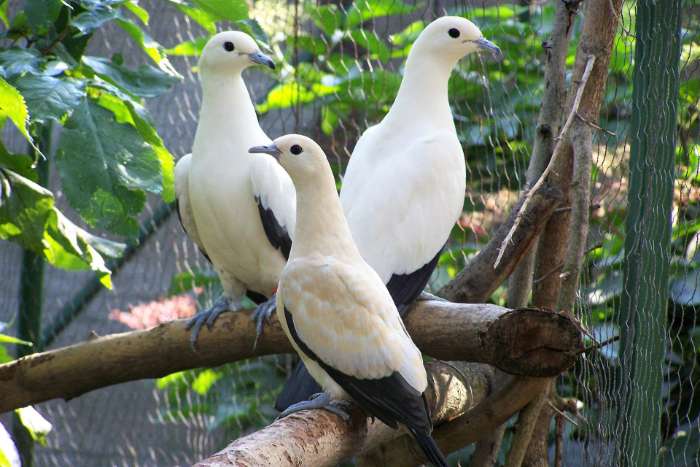 fruit doves/pigeons available