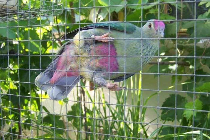 fruit doves/pigeons available
