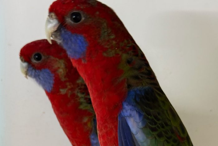 pennanten zuiverwildkleur