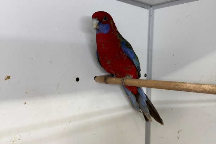 pennanten zuiverwildkleur