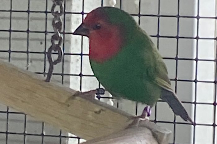 roodkop papegaai amadine mannen