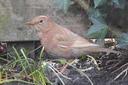 merels,  mutatie pop