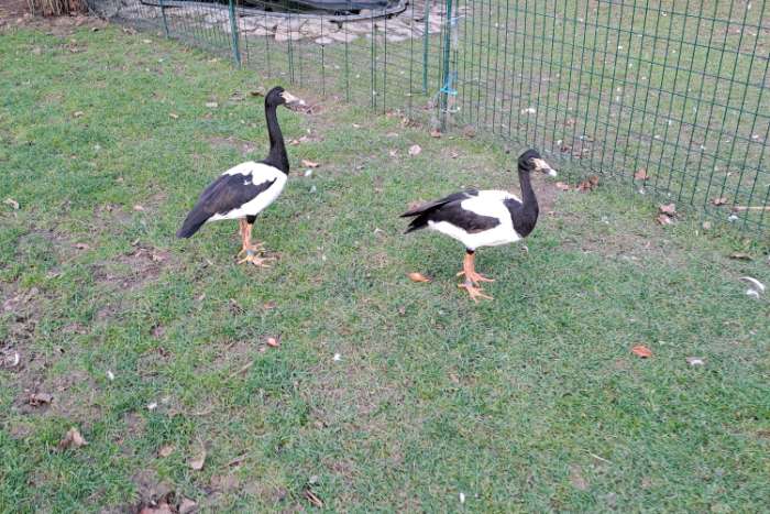 2 mannen ekstergans 2025 te koop