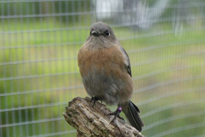 siallia mexicana pop