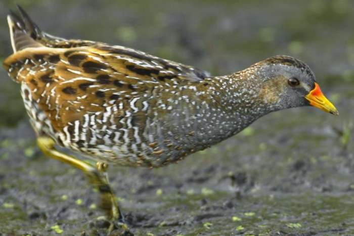 porseleinhoen gezocht