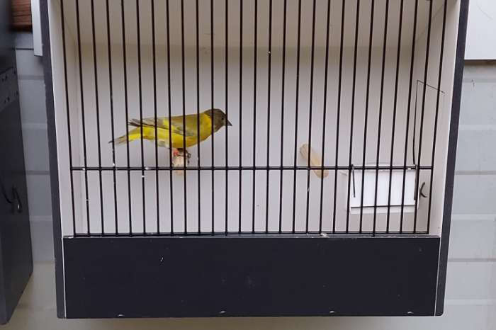 dilute (pastel) zwartkopsijs mannen split topaas 2025