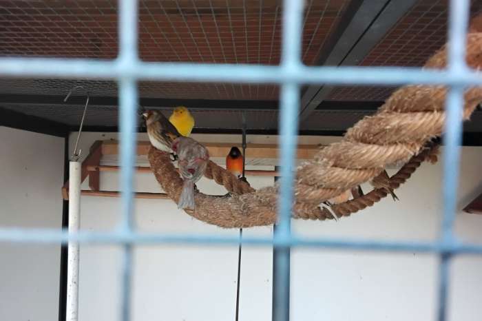 gevraagt koppels kanaries bastaarden