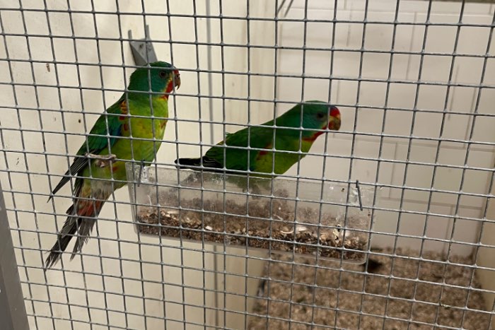 mooie forse swiftparkiet mannen