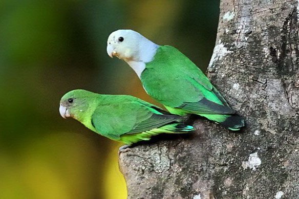 gezocht: agapornis canus pop of ruilen