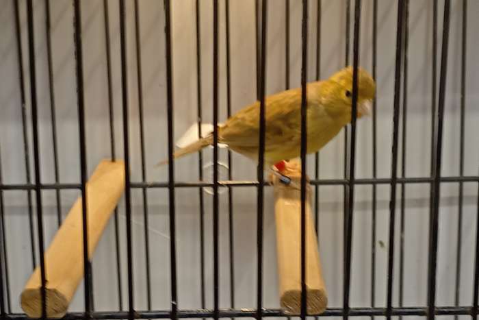 0-1 raza espagnol cinamon