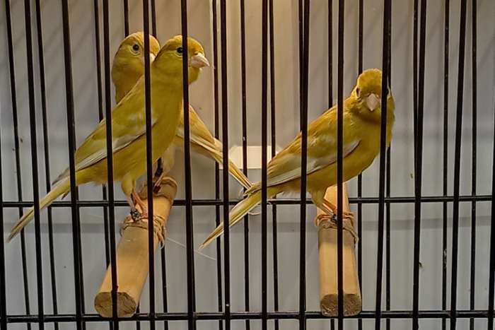 0-4 cinnamon jaspis raza espagnol