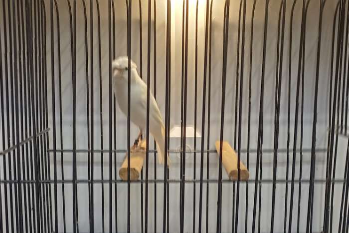 1-0  rheinlander wit gekuifd