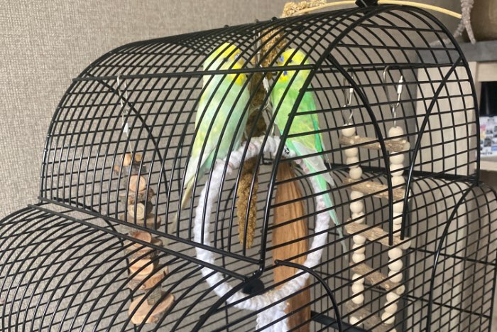 2 leuke grasparkieten groen en blauw