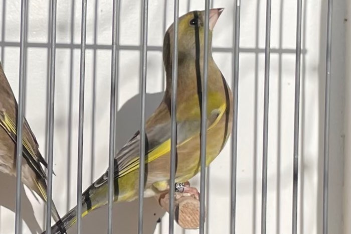 zuivere europese groenlingman