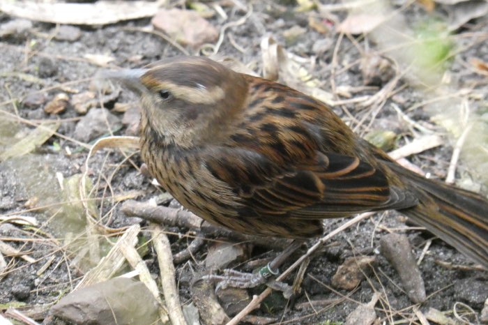 pop geelschouder troepiaal