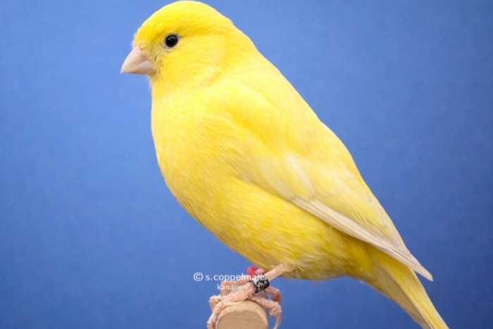 gele kleurkanarie
