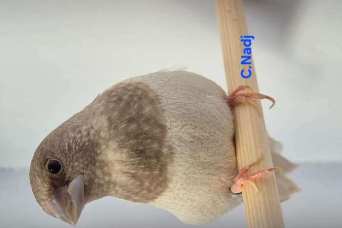 roodgrijs bleekvleugel