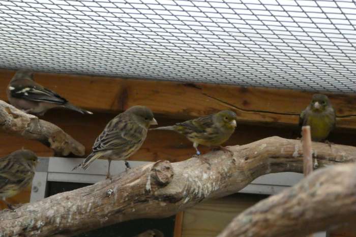 wilde kanarie (serinus canaria )