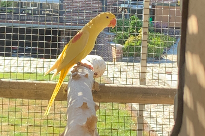 gele alexander poppen 2025, groene alexander poppen split blauw