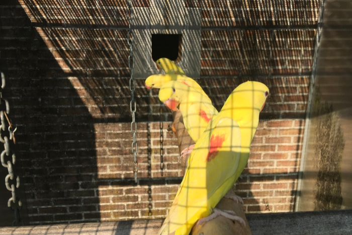 gele alexander poppen 2025, groene alexander poppen split blauw