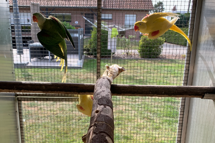 gele alexander poppen 2025, groene alexander poppen split blauw