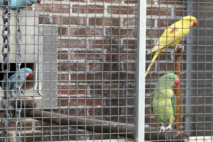 gele alexander poppen 2025, groene alexander poppen split blauw